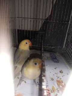 Pearl blue love bird pair and Australian parrots for sale