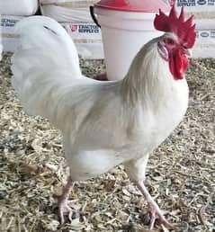 white chicken set of 3