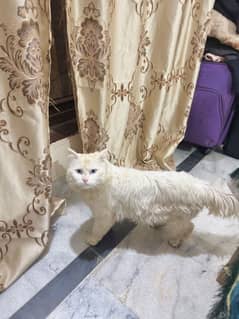 i want to sell my Persian cat(male)