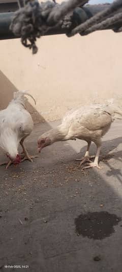 white heera aseel pair