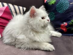 male white triple coated persian kitten