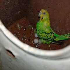 2 Australian Parrots Pair for Sale