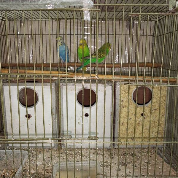 2 Australian Parrots Pair for Sale plus 1 pice 1