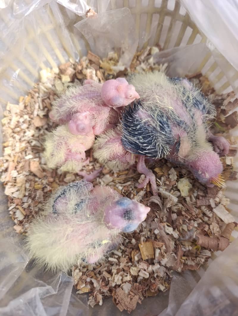 Cocktail chicks and adult for sale 1