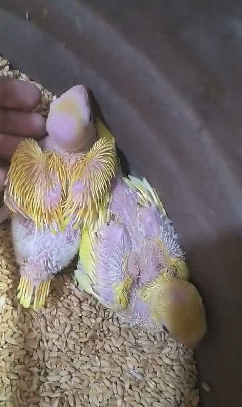 yellow Ringneck babys 03156376925 0