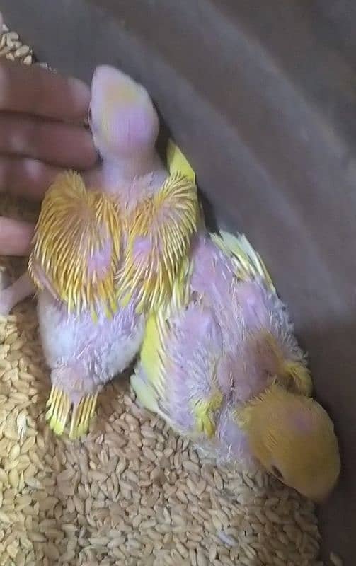 yellow Ringneck babys 03156376925 1