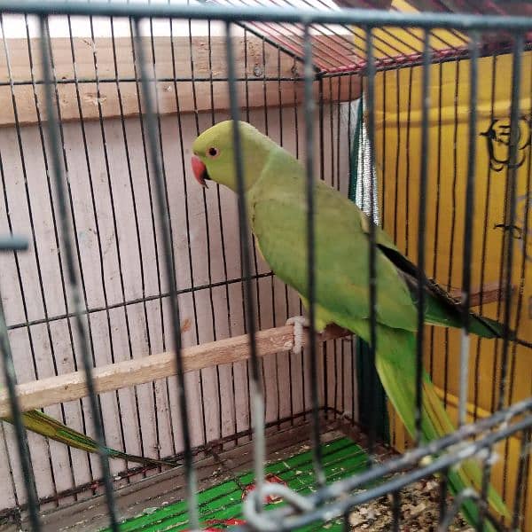 Ringneck female 0