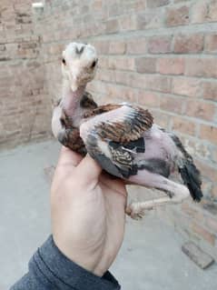 aseel chicks pair price pair ki ha