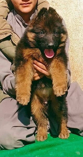 Garman shepherd puppies for sale 03126188317call wahtasp 1