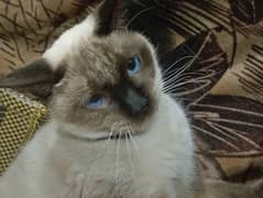 Birman Cat For sale Female