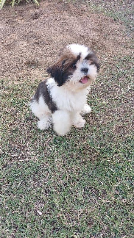 7.5 months old shih tzu 0