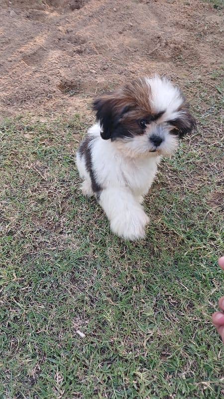 7.5 months old shih tzu 1