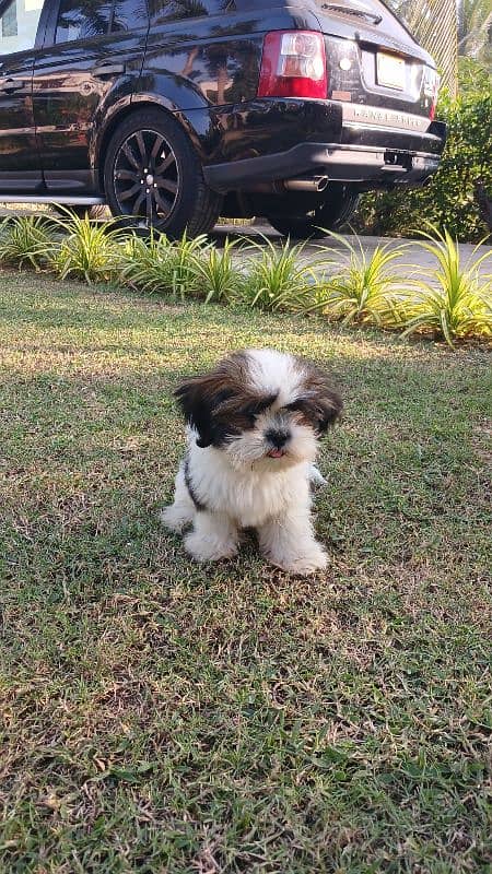 7.5 months old shih tzu 2