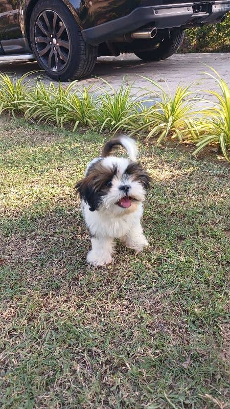 7.5 months old shih tzu 3