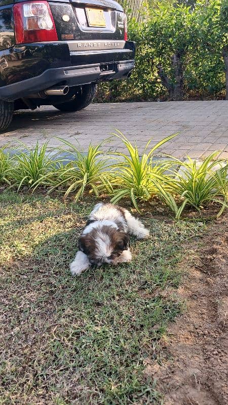 7.5 months old shih tzu 4