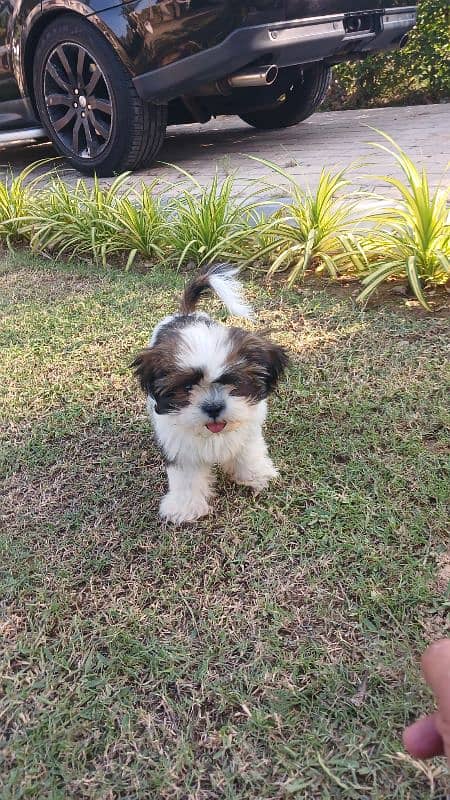 7.5 months old shih tzu 5