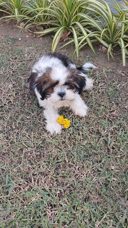 7.5 months old shih tzu 6