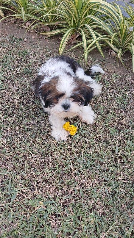 7.5 months old shih tzu 7