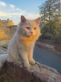 turkish angora