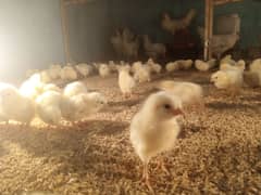 Broiler Chicks/Layer Chicks Available Here