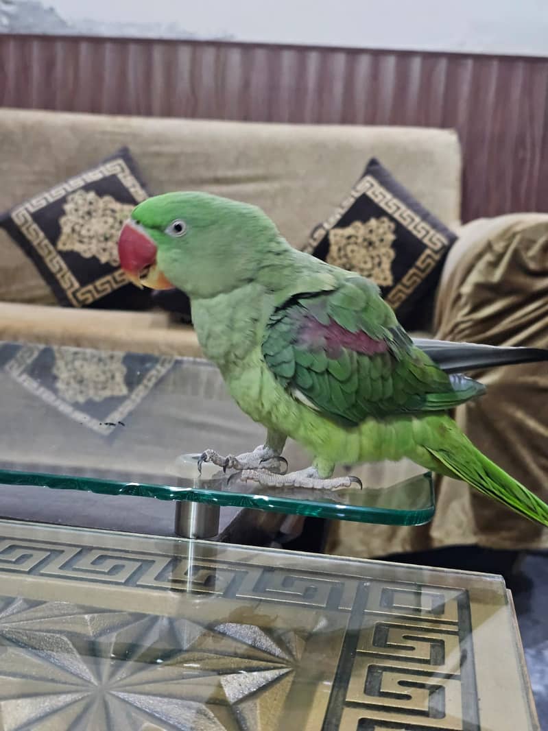 Female Raw Parrot 1