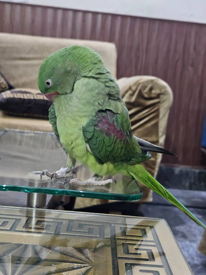 Female Raw Parrot 3