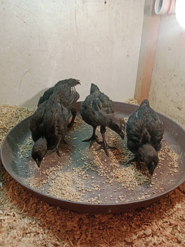 ayam cemani black tongue and fancey hens 03214099538 1