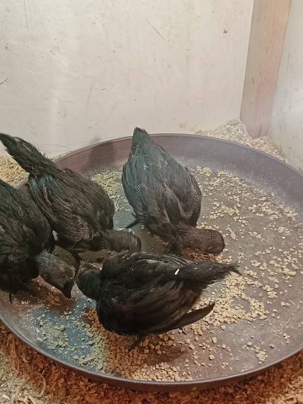 ayam cemani black tongue and fancey hens 03214099538 7