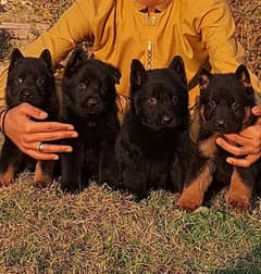 German shepherd puppies for sale long coat German shepherd