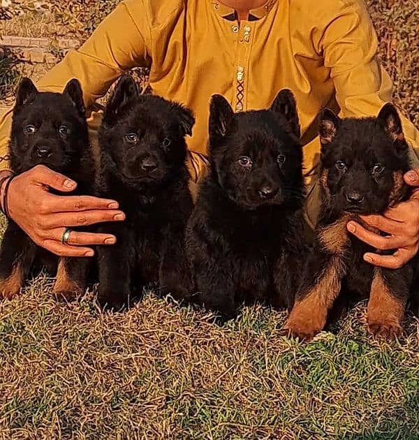 German shepherd puppies for sale long coat German shepherd 0