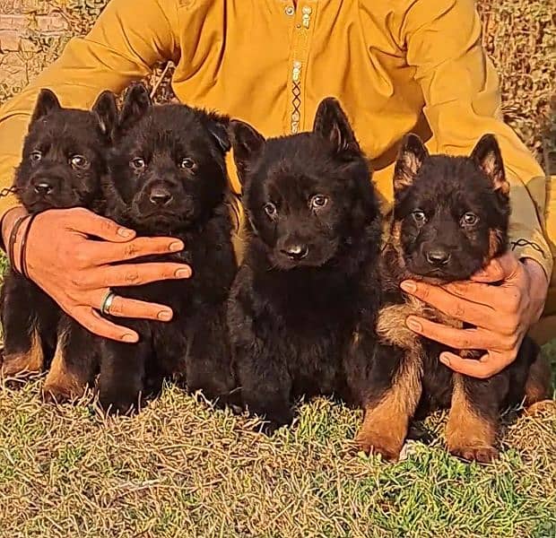 German shepherd puppies for sale long coat German shepherd 1