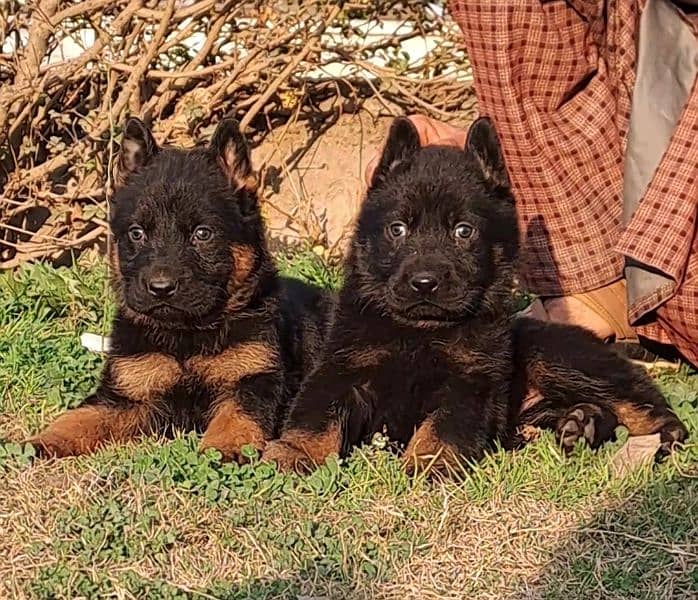 German shepherd puppies for sale long coat German shepherd 2