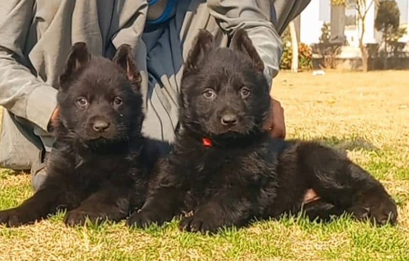 German shepherd puppies for sale long coat German shepherd 3