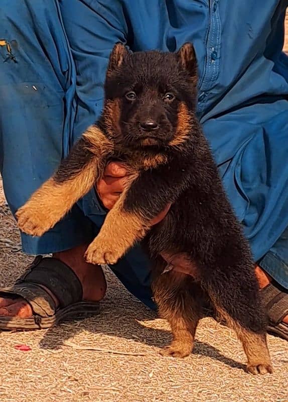 German shepherd puppies for sale long coat German shepherd 4