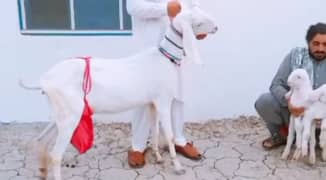 do bacchon wale desi bakri for sale call on 03223246286