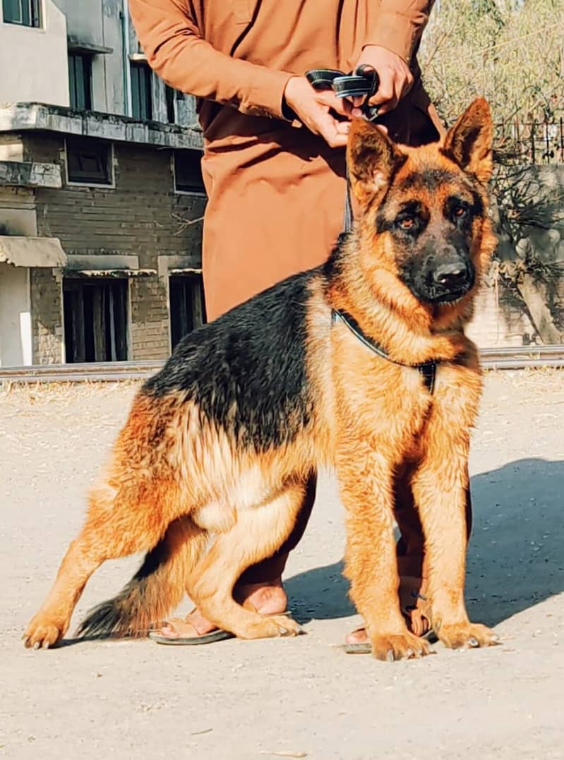 German Shepherd Male Dog / German Shepherd Long Coat Dog For Sale 0