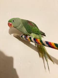 raw parrot jamboo size