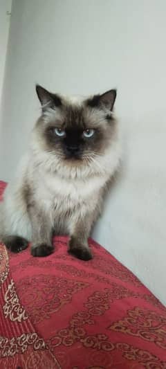 healthy vaccinated persian cat male for sale