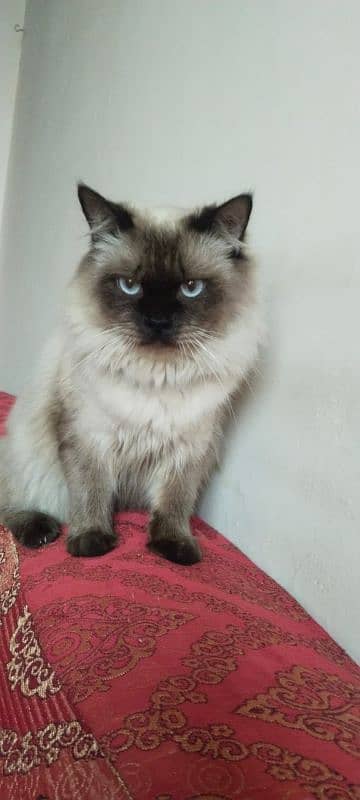 healthy vaccinated persian cat male for sale 0