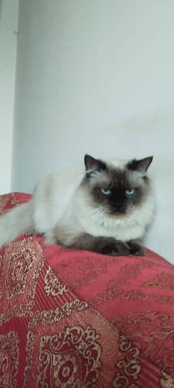 healthy vaccinated persian cat male for sale 1