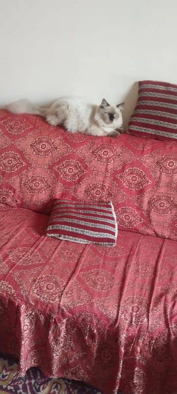 healthy vaccinated persian cat male for sale 2