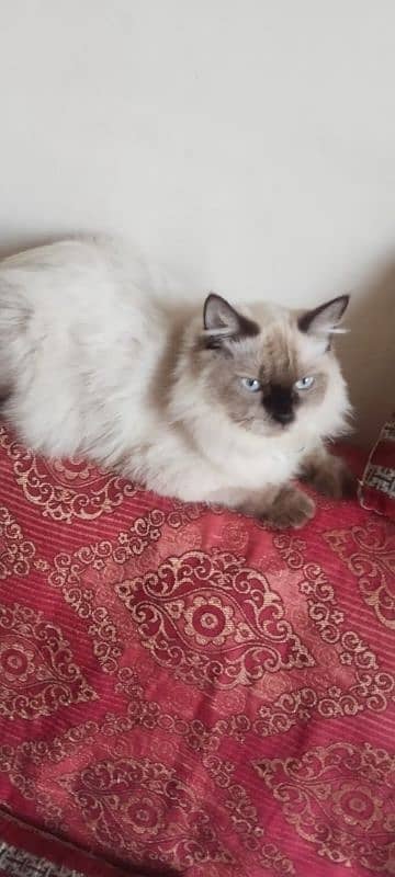 healthy vaccinated persian cat male for sale 3