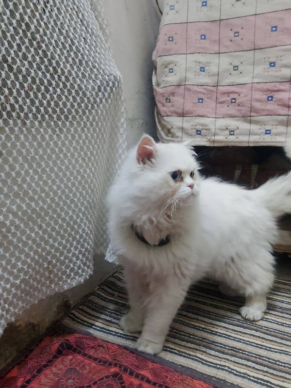 Male Cat Available for Mate 3