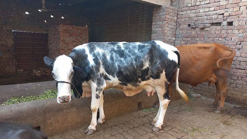 1cow sath first timer jhoti for sale dodh 10.10kg 2nu ka 0