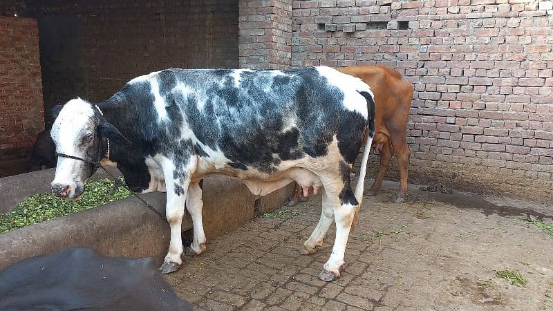 1cow sath first timer jhoti for sale dodh 10.10kg 2nu ka 1