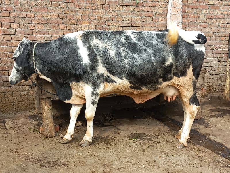 1cow sath first timer jhoti for sale dodh 10.10kg 2nu ka 2