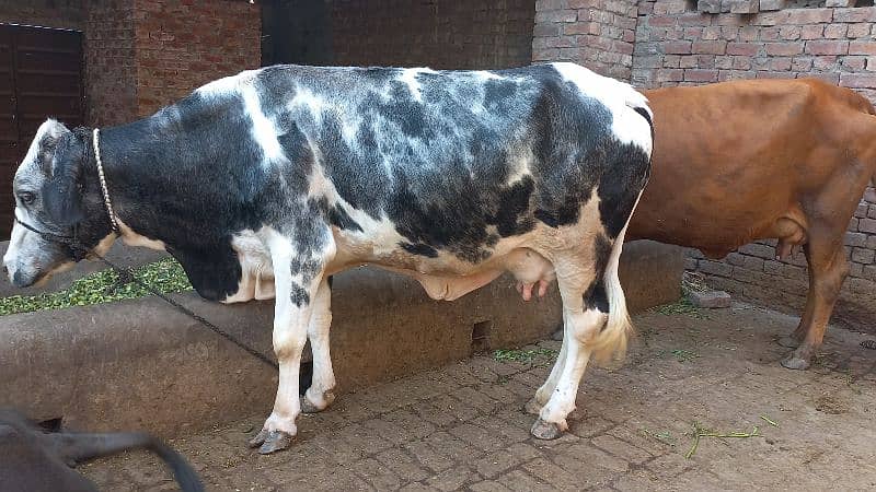 1cow sath first timer jhoti for sale dodh 10.10kg 2nu ka 3