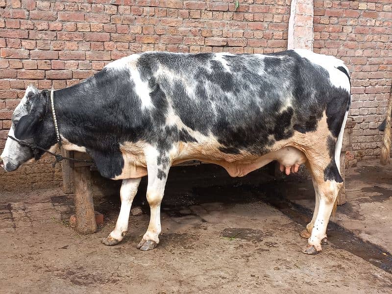 1cow sath first timer jhoti for sale dodh 10.10kg 2nu ka 4