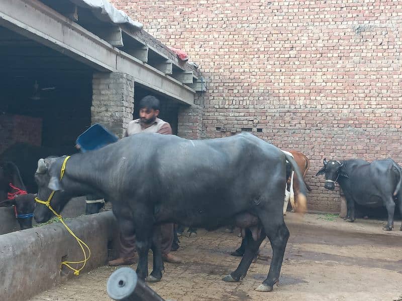 1cow sath first timer jhoti for sale dodh 10.10kg 2nu ka 5