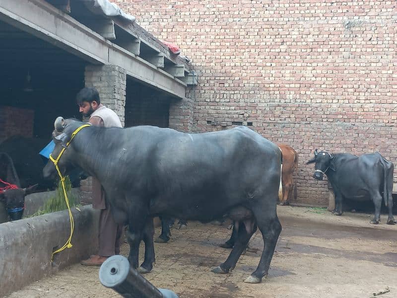 1cow sath first timer jhoti for sale dodh 10.10kg 2nu ka 6